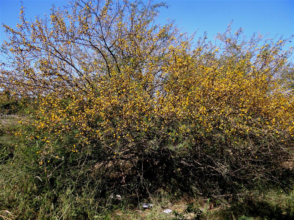 Vachellia farnesiana
